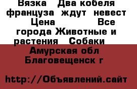  Вязка ! Два кобеля француза ,ждут  невест.. › Цена ­ 11 000 - Все города Животные и растения » Собаки   . Амурская обл.,Благовещенск г.